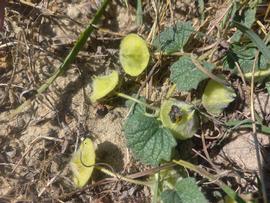   Fruits:   Sesamum eriocarpum ; Photo by N. Wightman, Flora of Zambia
